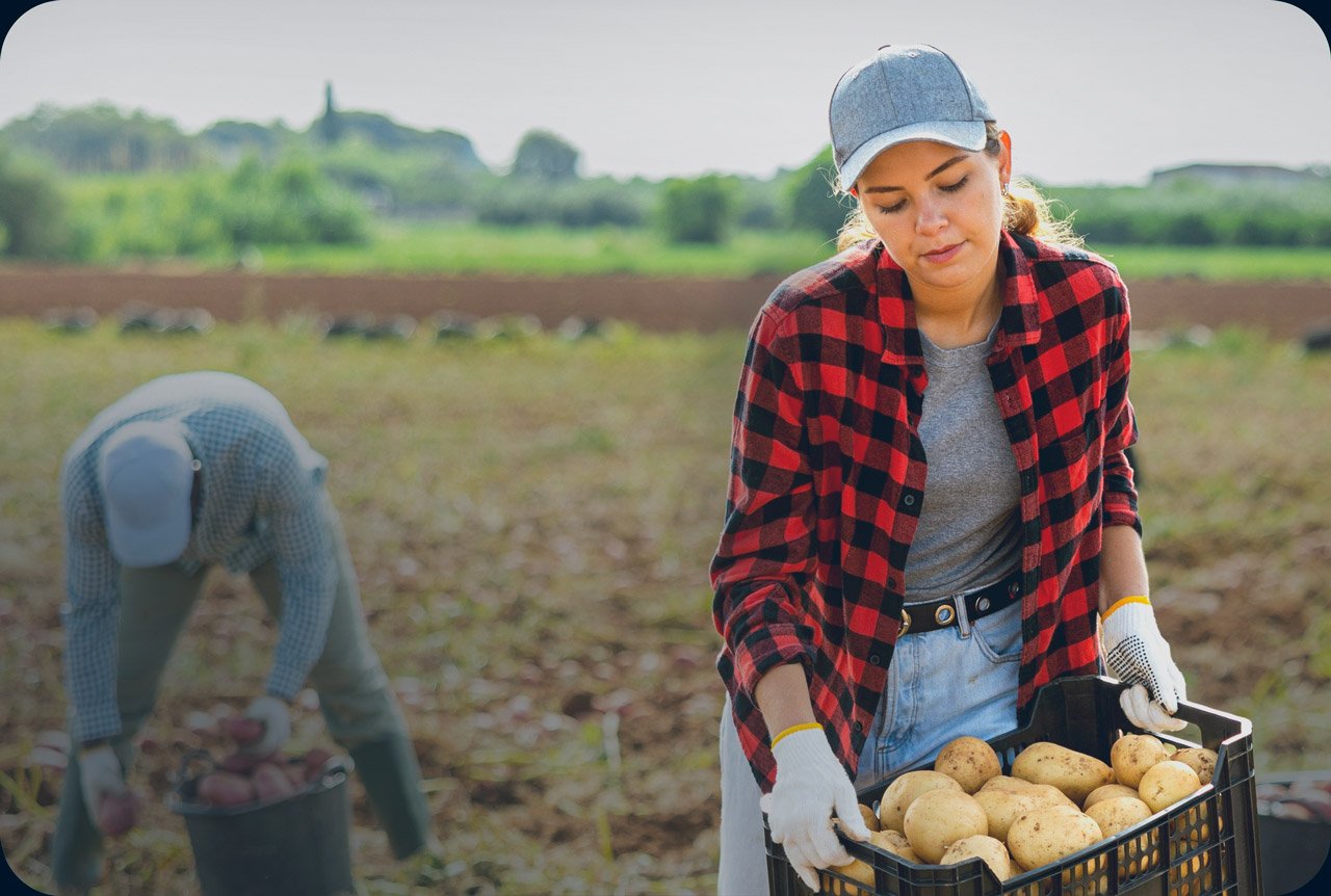 Woman farmer carrying crate with potato crop stock photo
